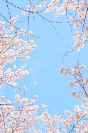 beautiful Spring day, Cherry blossom against blue sky in park, Somei Yoshino Sakura blooming in...