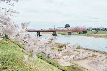 Beautiful Sakura Cherry Blossom in Hinokinai River riverbank in Kakunodate town, Semboku District,...