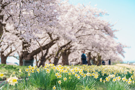 Kitakami Tenshochi Park with Sakura Cherry Blossom in Spring, Kitakami festival in Iwate prefecture,...