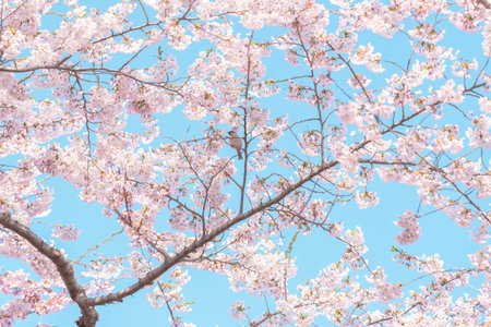 beautiful Spring day, Cherry blossom with bird against blue sky in park, Somei Yoshino Sakura...