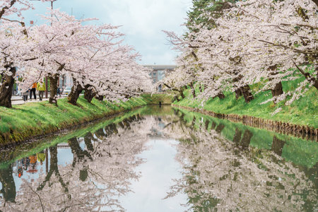 Beautiful Hirosaki Castle park with Sakura Cherry Blossom in Spring, traveling in Hirosaki city,...