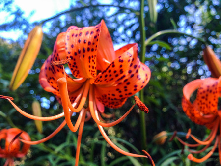 Red flower at Botanic Garden, Christchurch, South Island, New Zealandの写真素材