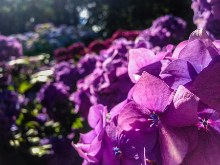 Pink flower at Botanic Garden, Christchurch, South Island, New Zealandの写真素材