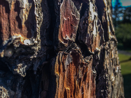 Closeup of Bark Tree at Botanic Garden, Christchurch, South Island, New Zealandの写真素材