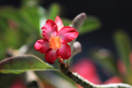 Beautiful flowers of Bali island, Indonesiaの写真素材