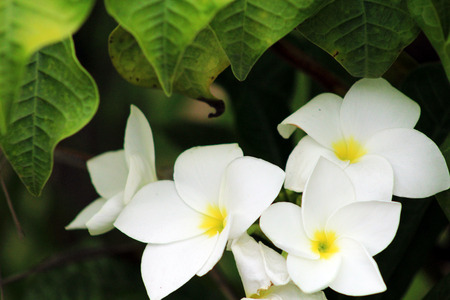 Beautiful flowers of Bali island, Indonesiaの写真素材