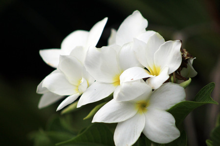 Beautiful flowers of Bali island, Indonesiaの写真素材