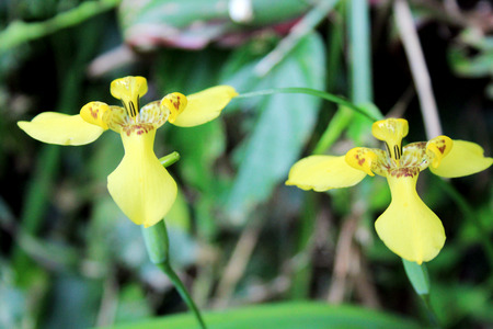 Beautiful flowers of Bali island, Indonesiaの写真素材