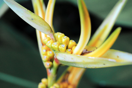 Beautiful flowers of Bali island, Indonesiaの写真素材
