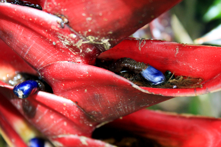Beautiful flowers of Bali island, Indonesiaの写真素材