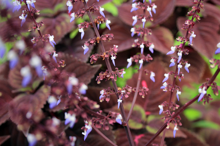 Beautiful flowers of Bali island, Indonesiaの写真素材