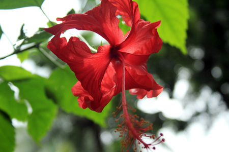 Beautiful flowers of Bali island, Indonesiaの写真素材