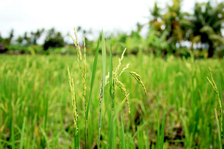 Beautiful rice field on Bali island, Indonesiaの写真素材