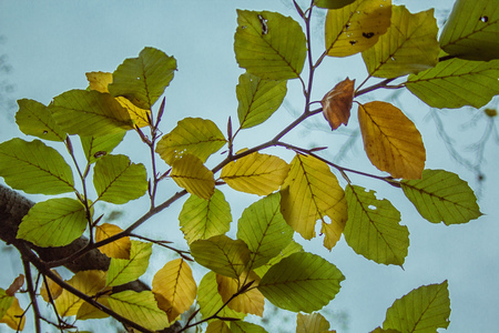 beautiful colorful autumn leaves in forest