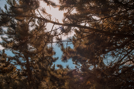 conifer in front of sun