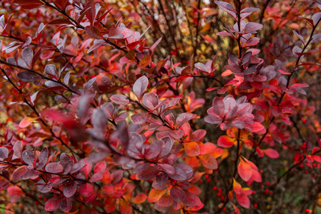 Red autumn leaves on the tree in forest