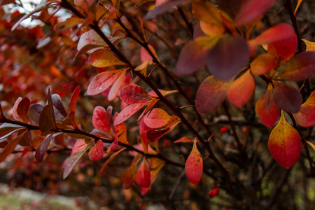 Red autumn leaves on the tree in forest