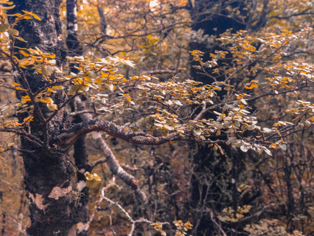 Mount Hutt Forest on the South Island of New Zealandの写真素材