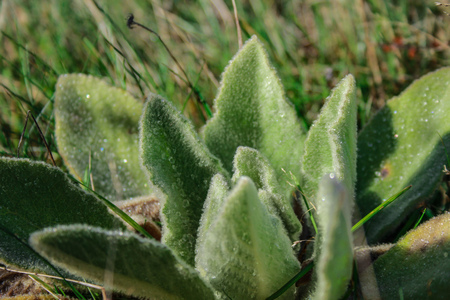 green wild plant is growing on field in New Zealand