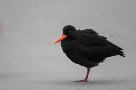 Variable oystercatcher at Sandfly Bay, Otago Peninsula, South Island, New Zealandの写真素材