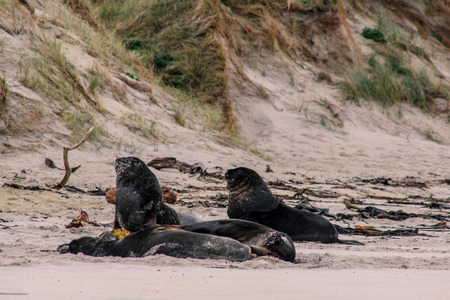 sea lions on the beach at Otago Peninsula, South Island, New Zealandの写真素材