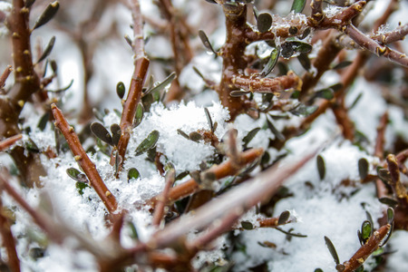 plants covered in snow during winter time on the South Island in New Zealandの写真素材
