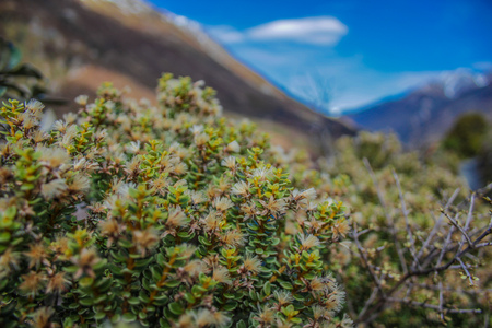 Arthur's Pass National Park, Canterbury, South Island, New Zealandの写真素材