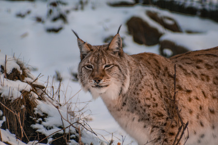 lynx in snowy winter landscape, lynx enclosure near Rabenklippe, Bad Harzburg, Germanyの写真素材