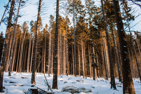 winter landscape in Harz Mountains National Park, Germanyの写真素材