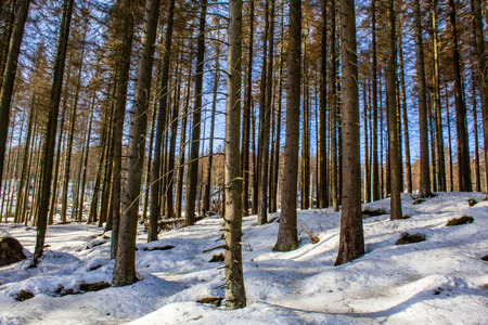 snow covered landscape in forest at Harz Mountains National Park, Germany