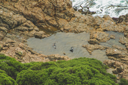 Seals resting on cliffs at Nugget Point viewpoint in Otago, South Island, New Zealand