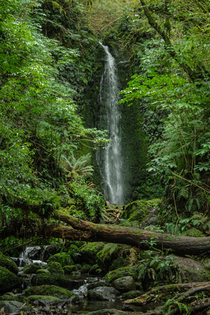 Nichols Falls near Dunedin in Otago, South Island, New Zealandの写真素材