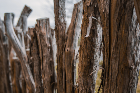 homemade wattle fence made out of wood in New Zealandの写真素材