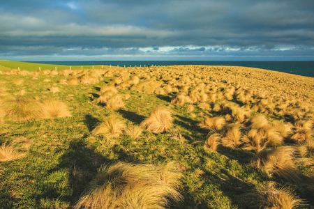 Slope Point during sunset, South Island, New Zealand