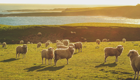 sheep on a green field at Slope Point during sunset, South Island, New Zealandの写真素材