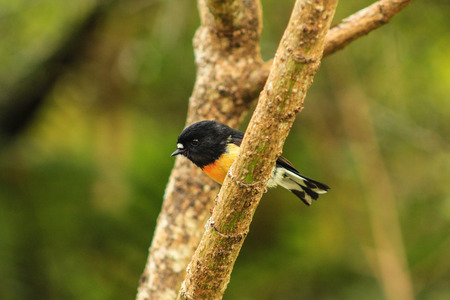 Male tomtit, South Island subspecies, native New Zealand bird sitting in tree on Bluff Hillの写真素材