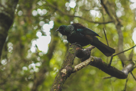 Tui sitting in a tree, native New Zealand bird captured in forest on Bluff Hill, South Island, New Zealandの写真素材