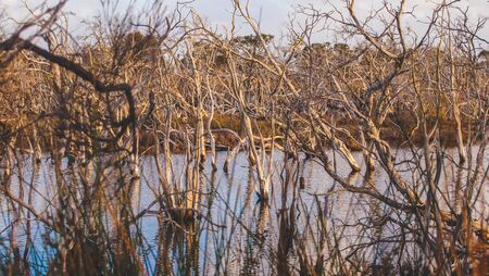 Len Howard Conservation Park near Mandurah, Western Australiaの写真素材