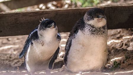 Little penguins on Penguin Island, Rockingham, Western Australiaの写真素材