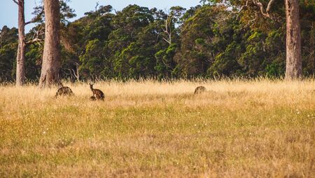 Kangaroos on a field in Margaret River, Western Australiaの写真素材