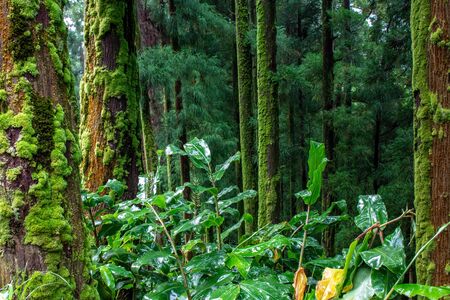 green lush forest on the island of Sao Miguel, Azores, Portugal