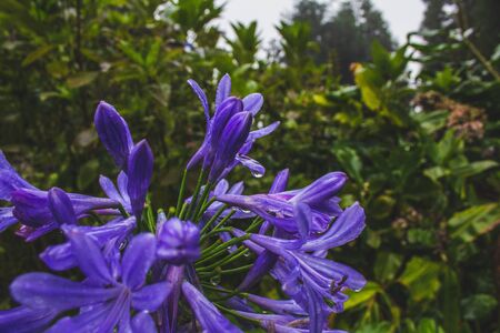 Beautiful purple african lily flower growing on the island of Sao Miguel, Azores, Portugal