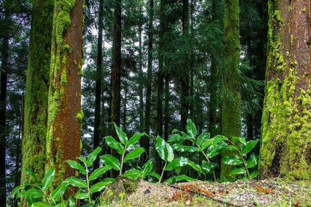 green lush forest on the island of Sao Miguel, Azores, Portugalの写真素材