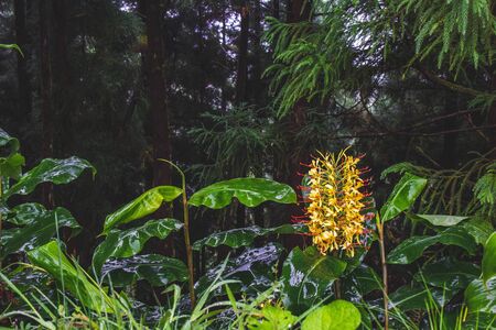 Conteira (Hedychium gardnerianum) flowers growing in the green forests on Sao Miguel Island, Azores, Portugalの写真素材