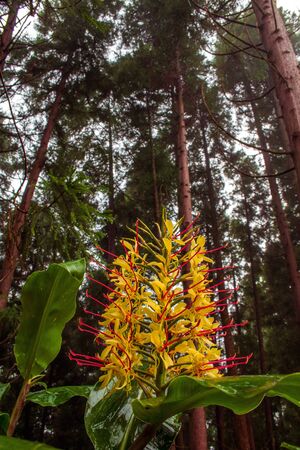 Conteira (Hedychium gardnerianum) flowers growing in the green forests on Sao Miguel Island, Azores, Portugalの写真素材