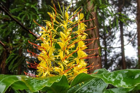Conteira (Hedychium gardnerianum) flowers growing in the green forests on Sao Miguel Island, Azores, Portugalの写真素材