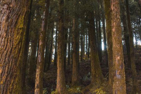 green lush forest on the island of Sao Miguel, Azores, Portugalの写真素材