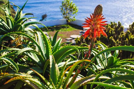 Closeup of aloe plant in the background, Sao Miguel Island, Azores, Portugalの写真素材