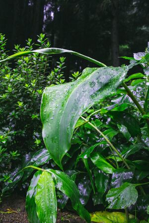 green lush forest on the island of Sao Miguel, Azores, Portugalの写真素材