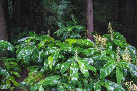 green lush forest on the island of Sao Miguel, Azores, Portugal